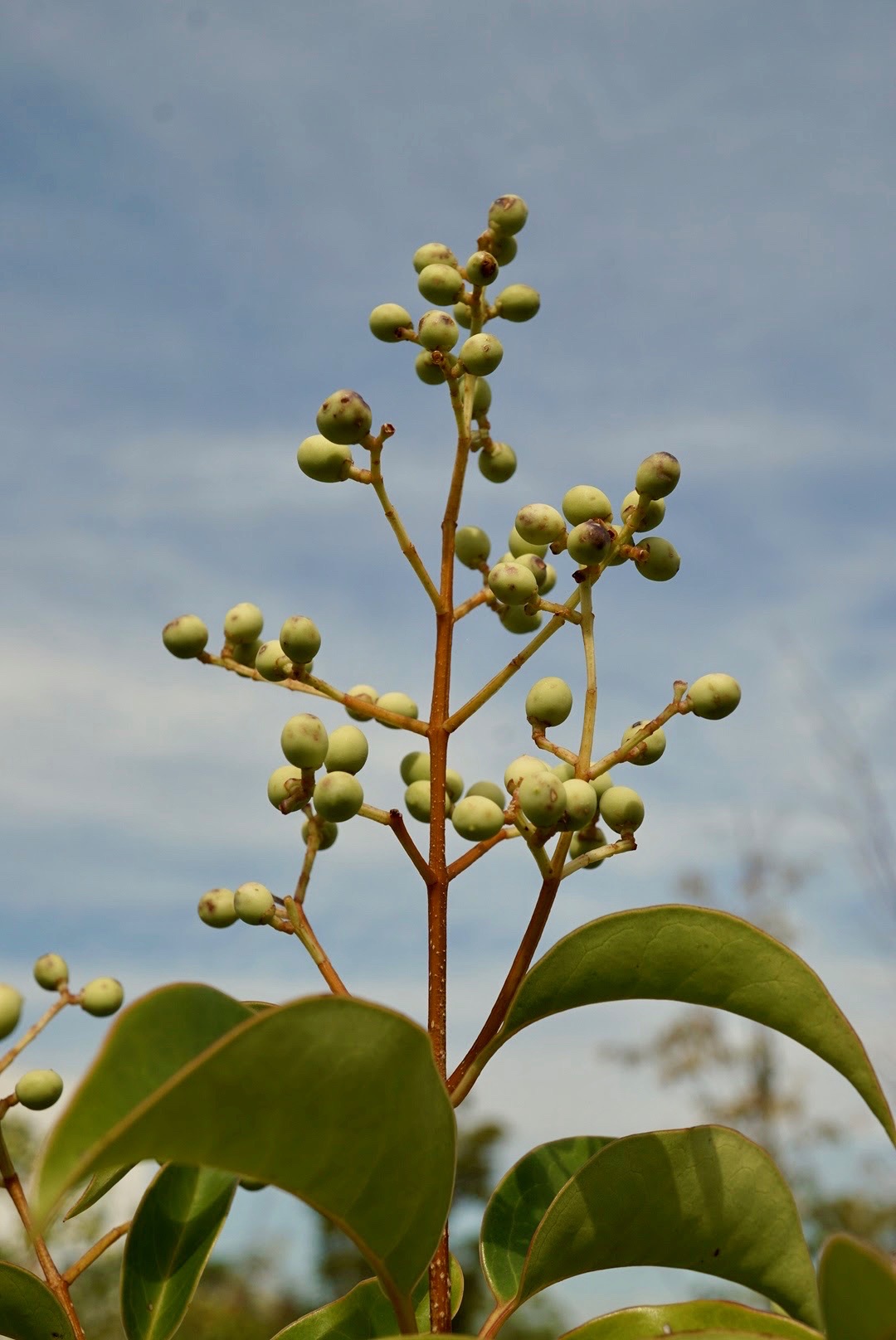 トウネズミモチ/Ligustrum japonicum